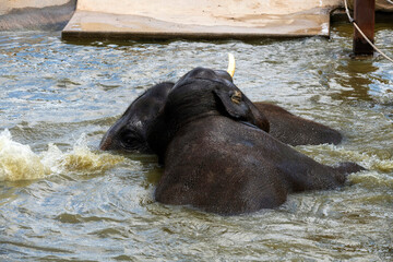 Naklejka premium Two Asian Elephants (Elephas maximus)