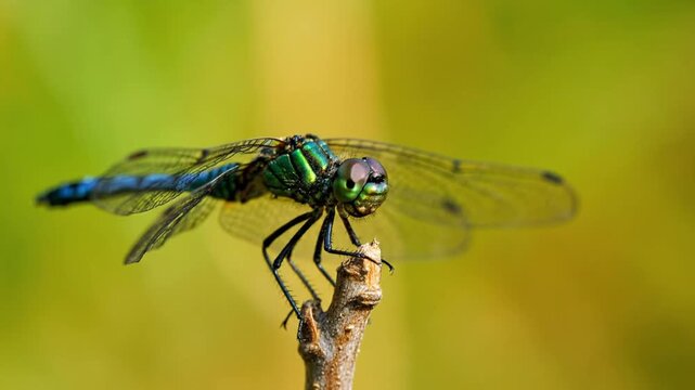 Vibrant green dragonfly perched on twig with blurred background