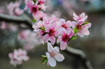 Fototapeta premium Single peach blossom on a branch in sunlight