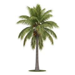 Realistic Tropical Coconut Palm Tree Isolated on PNG