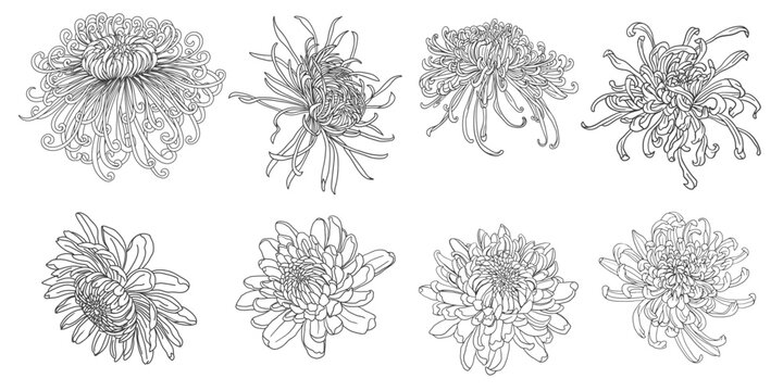 Set of detailed isolated chrysanthemum line drawings on a white background. Hand-drawn botanical vector collection with elegant floral elements, suitable for prints, posters, stationery, pack