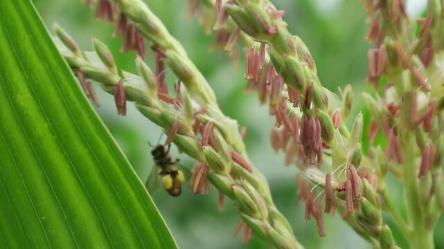 honey bees in the flowers of farmers' corn fields. This activity helps the pollination process, creating a mutually beneficial symbiosis between bees and corn plants.