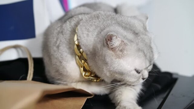 Silver cat with short fur wearing gold chain collar, luxury indoor pet grooming, playful relaxed closeup modern home, adorable Scottish Fold feline black fabric, pampered stylish cute calm elegant