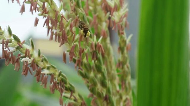 honey bees in the flowers of farmers' corn fields. This activity helps the pollination process, creating a mutually beneficial symbiosis between bees and corn plants.