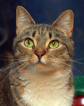 A close-up portrait of a domestic tabby cat with expressive green eyes.  