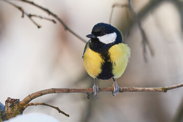 Great tit bird closeup in winter season ( Parus major )	