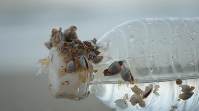 Plastic bottle with barnacles in shallow seawater