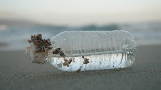 Plastic bottle with barnacles washed ashore at sunset