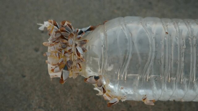 Plastic bottle with barnacles on sandy beach