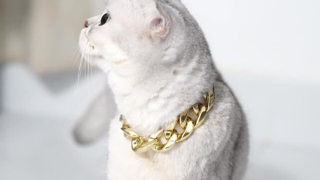 Scottish Fold cat with white fur and green eyes wearing gold chain collar, adorable domestic feline pet sitting indoors white tiled floor, elegant and stylish luxury accessory, pampered cute cat with