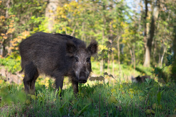 Wild boar