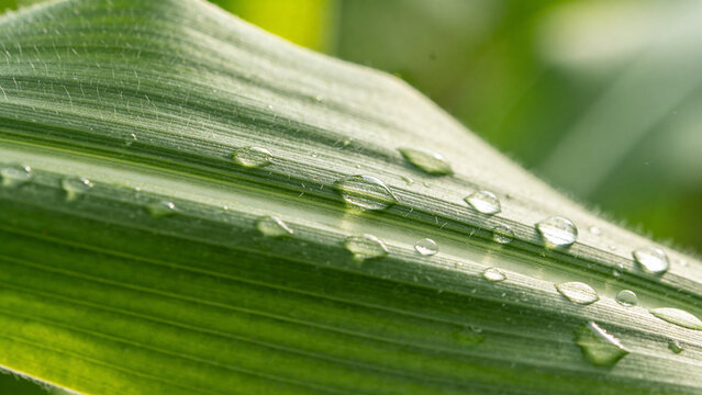 Close-up of droplets on corn leaf during harvest season in a farm field