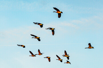 The scenic sunset views of Ada Hayden Heritage Park is a haven for wildlife of all kinds, including migratory birds in Ames, Iowa.