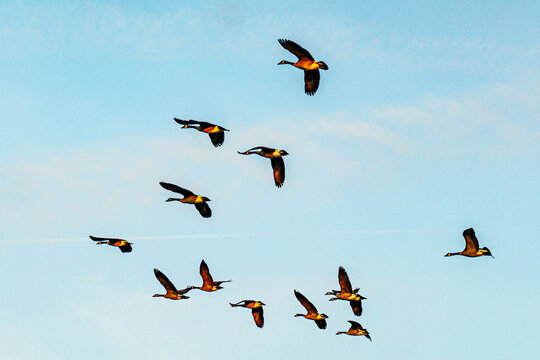 The scenic sunset views of Ada Hayden Heritage Park is a haven for wildlife of all kinds, including migratory birds in Ames, Iowa.