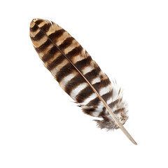 Striped brown hawk feather with sharp clean edges. Isolated white background. Png format