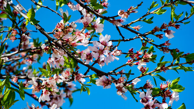 Ramas de cerezo en flor. 