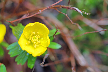 winter aconites