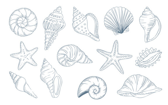 Coastal seashell and starfish outline set with minimal sketch detail. Hand drawn seashell collection in clean line art style.
