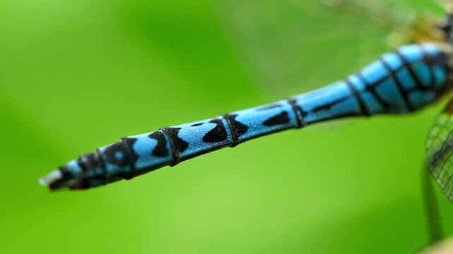 Vibrant blue dragonfly tail with black spots in natural environment