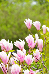Pink magnolia flowers blooming on tree branches in spring. Elegant blossoms with fresh green leaves against a soft natural background