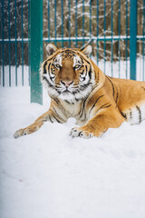 Obraz premium tiger close-up in the snow, high quality photo
