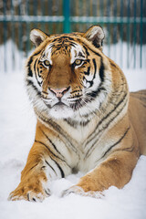 Naklejka premium tiger close-up in the snow, high quality photo