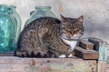 cat on the chair © Andrei