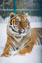 Obraz premium tiger close-up in the snow, high quality photo