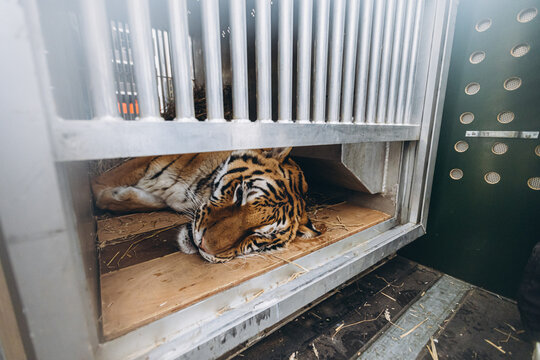 tiger close-up after sleeping pills in a cage