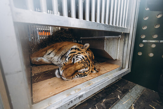 tiger close-up after sleeping pills in a cage
