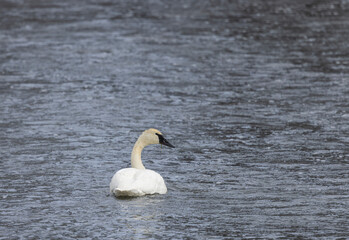 Obraz premium Trumpeter Swans in Yellowstone National Park Wyoming in Winter