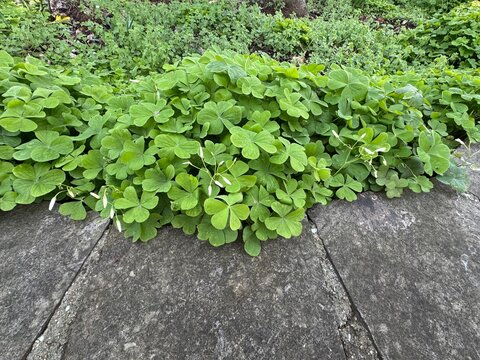 Oxalis articulata forming dense green ground cover with clover shaped leaves and delicate pink flower buds in garden border during spring. Pink sorrel, windowbox wood sorrel, chari amilo, sourgrass.
