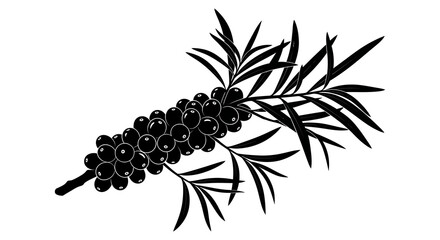 Black and white illustration of a juniper branch with numerous dark berries © arfanah02