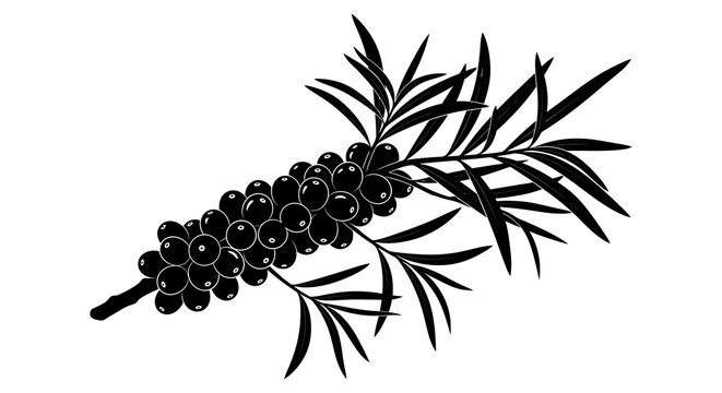 Black and white illustration of a juniper branch with numerous dark berries