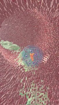 3D Scientific Visualization of Oral Semaglutide Absorption with SNAC Molecules in the Ventriculus