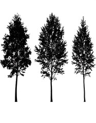 Obraz premium Three isolated trees stand against a white background, creating stark black silhouettes of nature's graceful forms