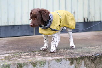 Stabyhoun Stabijhoun puppy dog © E