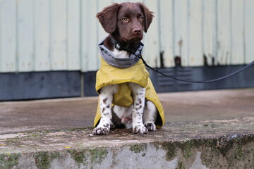 Stabyhoun Stabijhoun puppy dog © E