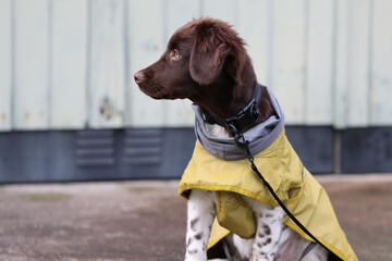 Stabyhoun Stabijhoun puppy dog © E