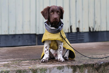 Stabyhoun Stabijhoun puppy dog © E