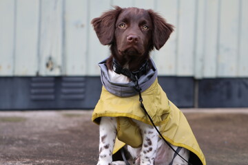 Stabyhoun Stabijhoun puppy dog © E