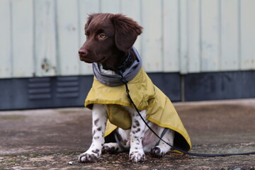 Stabyhoun Stabijhoun puppy dog © E