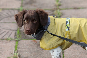 Stabyhoun Stabijhoun puppy dog © E