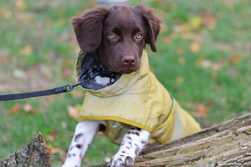 Stabyhoun Stabijhoun puppy dog © E