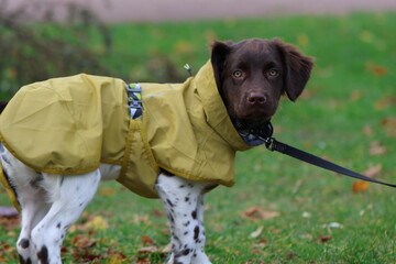 Stabyhoun Stabijhoun puppy dog © E