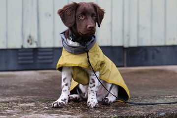 Stabyhoun Stabijhoun puppy dog © E