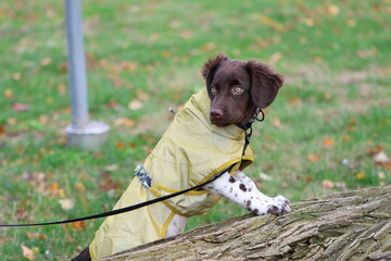 Stabyhoun Stabijhoun puppy dog © E