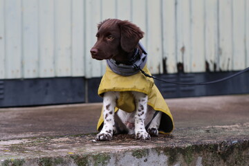 Stabyhoun Stabijhoun puppy dog © E