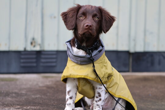 Stabyhoun Stabijhoun puppy dog