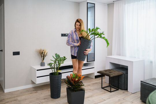 Young woman moves big green houseplant in modern apartment interior. домашній догляд за рослинами, щоденна турбота та оновлення простору при природному світлі.